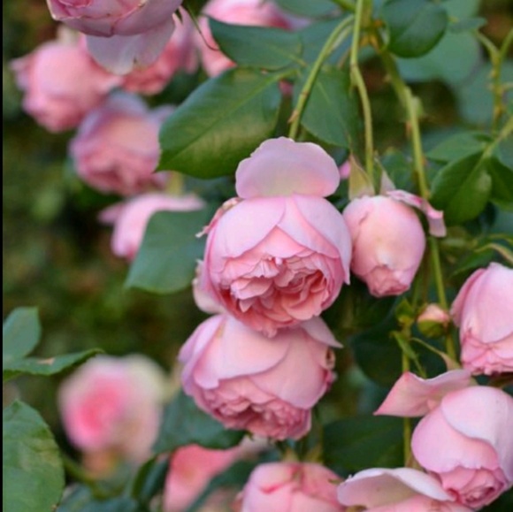 Meet your Posher, Faith - Picture 1 of 1